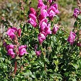 Angiosperms Eudicots  - Lamiales