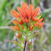 Angiospermas Eudicotiled&#244;neas  - Lamiales