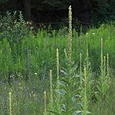 Angiosperms Eudicots  - Lamiales