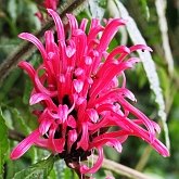 Angiospermes Eudicotyl&#233;dones - Lamiales