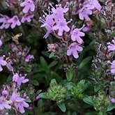 Okrytonasienne dwuliścienne - Lamiales (jasnotowce)