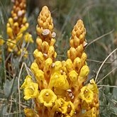 Okrytonasienne dwuliścienne - Lamiales (jasnotowce)