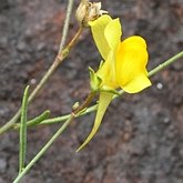 Okrytonasienne dwuliścienne - Lamiales (jasnotowce)