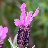 Okrytonasienne dwuliścienne - Lamiales (jasnotowce)