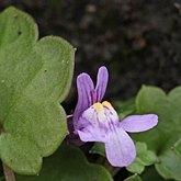 Okrytonasienne dwuliścienne - Lamiales (jasnotowce)