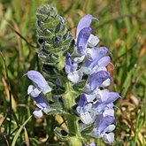 Okrytonasienne dwuliścienne - Lamiales (jasnotowce)