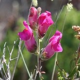 Okrytonasienne dwuliścienne - Lamiales (jasnotowce)