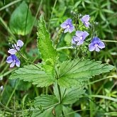 Okrytonasienne dwuliścienne - Lamiales (jasnotowce)