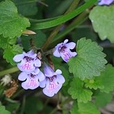 Okrytonasienne dwuliścienne - Lamiales (jasnotowce)