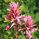 Okrytonasienne dwuliścienne - Lamiales (jasnotowce)