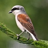 Aves Passeriformes - Laniidae (pican&#231;os)