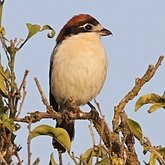 Oiseaux Passeriformes - Laniid&#233;s