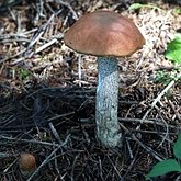 Leccinum aurantiacum