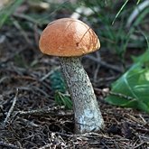 Leccinum aurantiacum