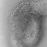 Lepidodermella sp.