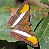 Insectes - L&#233;pidopt&#232;res (papillons de jour) : nymphalid&#233;s