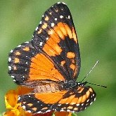Insectes - Lépidoptères (papillons de jour) : nymphalidés