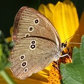 Insectes - Lépidoptères (papillons de jour) : nymphalidés