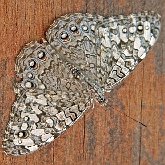 Insectes - Lépidoptères (papillons de jour) : nymphalidés
