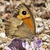 Insectes - Lépidoptères (papillons de jour) : nymphalidés