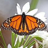 Insectes - L&#233;pidopt&#232;res (papillons de jour) : nymphalid&#233;s