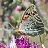 Insectes - L&#233;pidopt&#232;res (papillons de jour) : nymphalid&#233;s