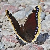 Insectes - Lépidoptères (papillons de jour) : nymphalidés