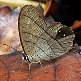 Insectes - Lépidoptères (papillons de jour) : nymphalidés