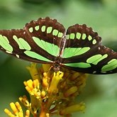 Insectes - L&#233;pidopt&#232;res (papillons de jour) : nymphalid&#233;s