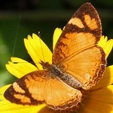 Insectes - L&#233;pidopt&#232;res (papillons de jour) : nymphalid&#233;s