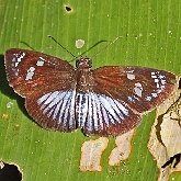 Insectes - Lépidoptères (papillons de jour, Rhopalocera), autres