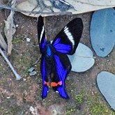 Insectes - Lépidoptères (papillons de jour, Rhopalocera), autres