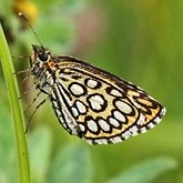 Insectes - Lépidoptères (papillons de jour, Rhopalocera), autres