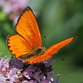 Insectes - Lépidoptères (papillons de jour, Rhopalocera), autres