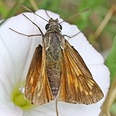 Insectes - L&#233;pidopt&#232;res (papillons de jour, Rhopalocera), autres