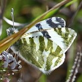 Insectes - L&#233;pidopt&#232;res (papillons de jour, Rhopalocera), autres