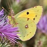 Insectes - L&#233;pidopt&#232;res (papillons de jour, Rhopalocera), autres