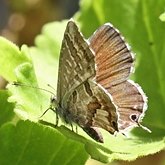 Insectes - Lépidoptères (papillons de jour, Rhopalocera), autres