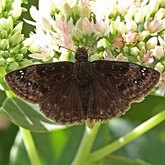 Insectes - L&#233;pidopt&#232;res (papillons de jour, Rhopalocera), autres