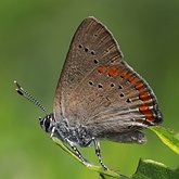 Insectes - L&#233;pidopt&#232;res (papillons de jour, Rhopalocera), autres