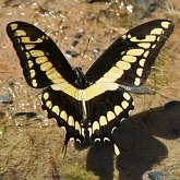 Insectes - Lépidoptères (papillons de jour, Rhopalocera), autres