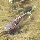 Lepomis peltastes