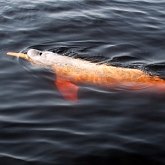 Les habitants de l'Amazonie