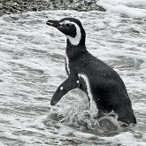 Les habitants des mers de l’hémisphère sud