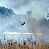 Les habitants du Cerrado