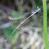 Lestes rectangularis