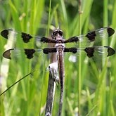Libellula pulchella