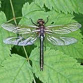 Insectes - Libellules (Odonata, Anisoptera)