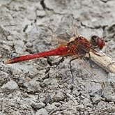 Insectes - Libellules (Odonata, Anisoptera)