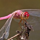 Insectes - Libellules (Odonata, Anisoptera)